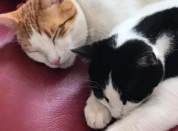 Privatunterkunft D'hotes Du Carre Des Arts *